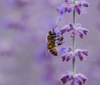 "Wunderbiene" - Gastbeitrag von Imker Malte Seipenbusch